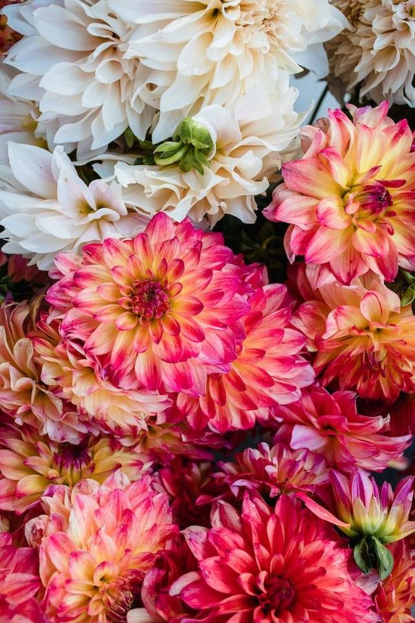 Guide des fleurs les plus parfumées, colorées et originales