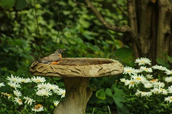 Comment attirer et protéger les animaux dans votre jardin ?