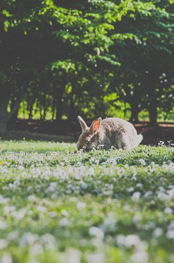 Quels animaux peuvent vivre dans votre jardin et leurs rôles importants