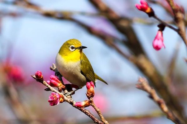 Comment aménager des abris, des nichoirs, des mangeoires ou des points d'eau pour les animaux ?