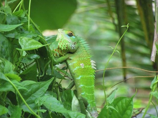 Comment favoriser la biodiversité et l'équilibre écologique dans votre jardin ?