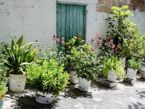 Quelles plantes pour cacher un jardin de la rue ?
