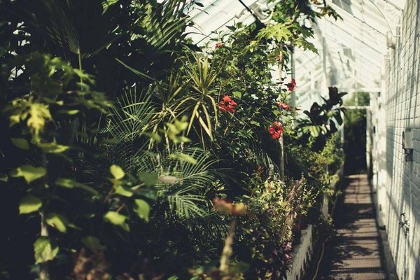 Serre de jardin : comment bien la ventiler et contrôler la température ?